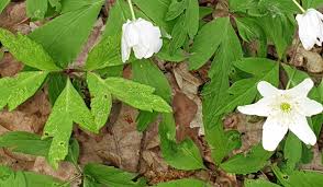 Attēlu rezultāti vaicājumam “Tranzschelia anemones”