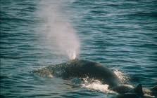 Image result for Physeter macrocephalus