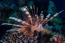 Image result for Pterois radiata