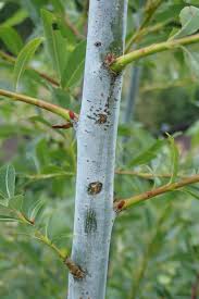 Attēlu rezultāti vaicājumam “Salix daphnoides subsp. acutifolia”
