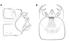Attēlu rezultāti vaicājumam “Potamophylax”
