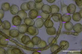 Attēlu rezultāti vaicājumam “Hemitrichia lutescens sessile”