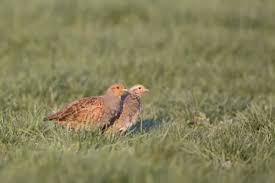 Attēlu rezultāti vaicājumam “Perdix perdix adult”