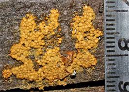 Attēlu rezultāti vaicājumam “Trichia longipalpis sessile”