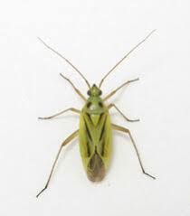 Attēlu rezultāti vaicājumam “Stenotus binotatus”