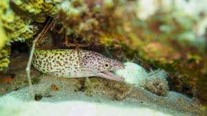 Image result for Gymnothorax moringa