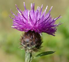 Image result for Centaurea nigra