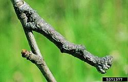 Attēlu rezultāti vaicājumam “Hypomecis roboraria”