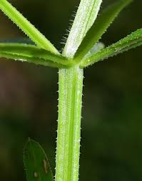 Image result for Galium aparine