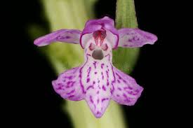 Attēlu rezultāti vaicājumam “Dactylorhiza majalis subsp. baltica bud”