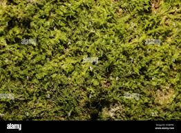 Attēlu rezultāti vaicājumam “Metzgeria violacea”