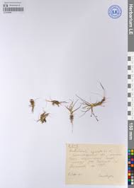 Attēlu rezultāti vaicājumam “Subularia aquatica”