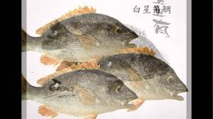 「魚拓」的圖片搜尋結果