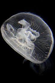 Attēlu rezultāti vaicājumam “Aurelia aurita”