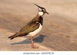 Attēlu rezultāti vaicājumam “Vanellus vanellus”