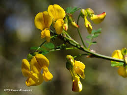 Image result for Colutea arborescens