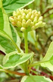 Attēlu rezultāti vaicājumam “Cornus alba”