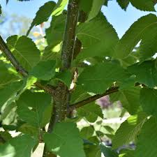 Attēlu rezultāti vaicājumam “Betula alleghaniensis”