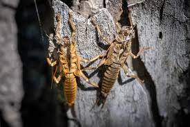 Attēlu rezultāti vaicājumam “nymph”