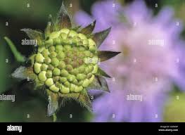 Attēlu rezultāti vaicājumam “Knautia arvensis bud”