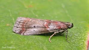 Attēlu rezultāti vaicājumam “Acrobasis advenella”