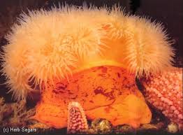 Image result for sea Anemone