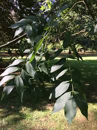 Attēlu rezultāti vaicājumam “Fraxinus excelsior Pendula female flower”