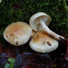 Attēlu rezultāti vaicājumam “Leptoporus mollis”