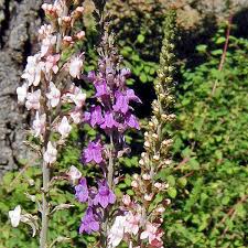 Image result for Linaria purpurea