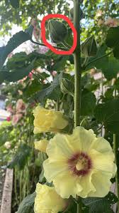 Attēlu rezultāti vaicājumam “Alcea rosea bud”