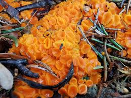 Attēlu rezultāti vaicājumam “Byssonectria fusispora”