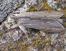 Attēlu rezultāti vaicājumam “Cucullia umbratica”