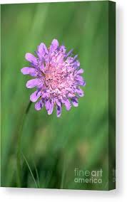 Attēlu rezultāti vaicājumam “Succisa pratensis leaf”