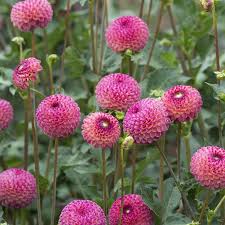 Image result for Dahlia x pinnata `Pompon Lilliput`