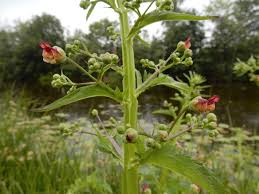 Attēlu rezultāti vaicājumam “Scrophularia umbrosa flower”