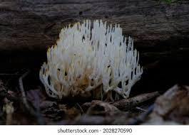 Attēlu rezultāti vaicājumam “Tremellodendropsis tuberosa”