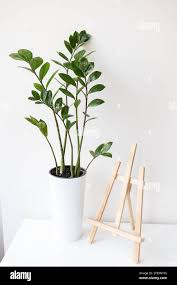 Image result for zamiokulkas