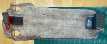 Image result for Megatrygon microps