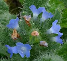 Attēlu rezultāti vaicājumam “Anchusa arvensis flower”
