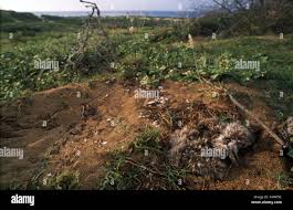 Image result for albatross dead chick