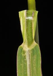 Attēlu rezultāti vaicājumam “Comatricha ellae stalked”