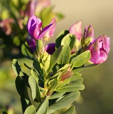 Attēlu rezultāti vaicājumam “Lathyrus tuberosus bud”