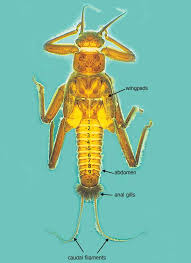 Attēlu rezultāti vaicājumam “Plecoptera”