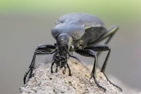 Attēlu rezultāti vaicājumam “Carabus coriaceus”