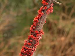 Attēlu rezultāti vaicājumam “Cytidia salicina”