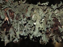 Attēlu rezultāti vaicājumam “Parmelia submontana”