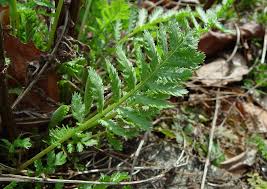 Image result for Tanacetum vulgare