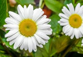 Image result for Chrysanthemum leucanthemum