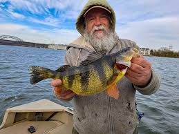 Image result for Perca flavescens