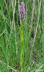 Attēlu rezultāti vaicājumam “Dactylorhiza ochroleuca”